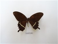 藏品(玉帶鳳蝶)的圖片